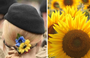 Girasol, la majestuosa flor símbolo de paz de Ucrania en la intervención de Rusia