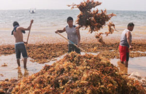 Semar fracasa en controlar el sargazo en las playas