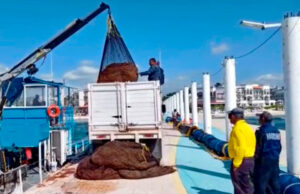 Secretaría de Ecología y Medio Ambiente lanza programa ‘Adiós al sargazo’