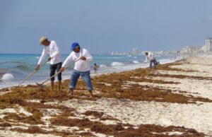 Autoridades buscan aprovechar sargazo en la Riviera Maya
