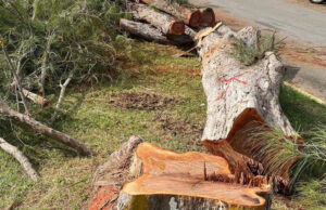 Ayuntamiento impone multa a Gobierno por tala de árboles en Boulevard de Chetumal
