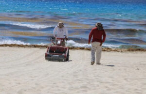 Recolectan 800 toneladas de sargazo en Cancún