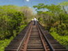 Tribunal revierte suspensión de obras del Tren Maya, organizaciones acusan peligro de flora y fauna