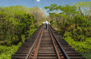 Tribunal revierte suspensión de obras del Tren Maya, organizaciones acusan peligro de flora y fauna