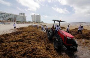 Recale del alga en costas de Quintana Roo aumentará en 15 días