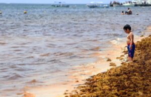 Sargazo alcanza su pico más alto en Verano en las costas del Caribe mexicano