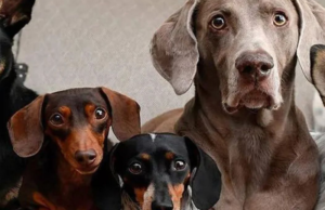 Estas son las raza de perro más y menos longevas