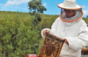Yucatán aplicará una Ley de Protección a las Abejas y Fomento Apícola