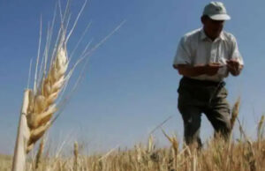 Exportaciones de cereales peligran por la guerra en Ucrania