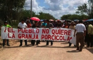 Mega granja de cerdos permanecerá cerrada en Homún