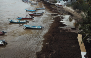 Quintana Roo ofrece empleo con prestaciones para recoger sargazo