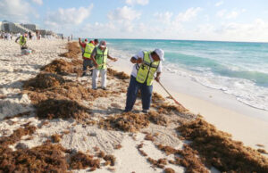 Mar de sargazo invade 44 playas en Quintana Roo