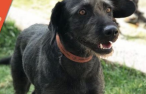 Así puedes adoptar un perrito rescatado del Metro