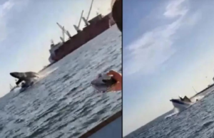 Ballena cae sobre una lancha en bahía de Topolobampo, Sinaloa: VIDEO