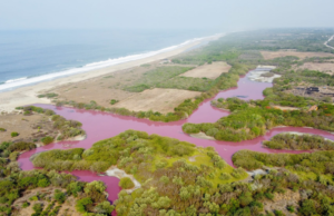 Laguna de la costa de Oaxaca se tiñe de rosa, esta es la razón