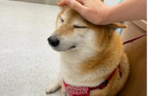 Hospitalizan de urgencia a Cheems, perrito de los memes, por pancreatitis