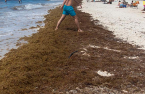 Tulum, Puerto Morelos y Mahahual, las playas más afectadas por sargazo