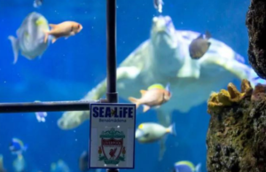 Tortuga “Yellow” predice quién ganará la Champions