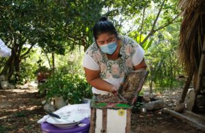 Impulsan el sector apícola a través del desarrollo sustentable