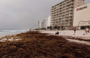Recales de sargazo aumentan en playas de Quintana Roo