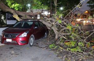Viento derriba flamboyán en Mérida y aplasta auto