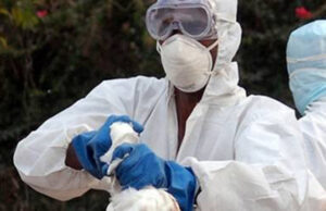 Layda Sansores llama a gobernadores de la Península a extremar medidas tras brote de influenza aviar