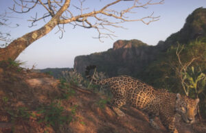 Mueren al menos siete jaguares al año por atropellamiento en la Reserva de la Biósfera de Calakmul
