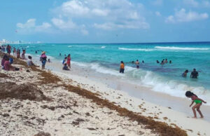 Playas del Norte en Quintana Roo reportan recale excesivo de sargazo