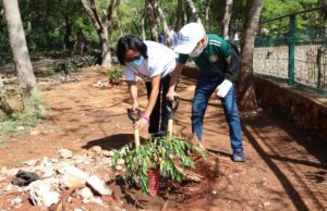 Arranca Novena Cruzada Forestal en la capital yucateca; van por 15 mil árboles