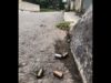 Pánico por disparos frente a sindicato de maestros en Hopelchén