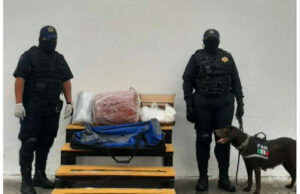 Agentes de la Unidad Canina de la Policía Municipal de Mérida detectan maletín con droga en terminal de autobuses