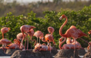 Protegerán 10 mil nidos de flamenco americano en Yucatán