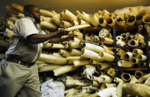 Reino Unido prohíbe importación y comercio de artículos de marfil