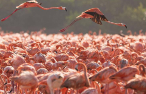Más de 20 mil flamencos llegan a San Crisanto