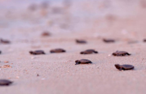 Liberan 89 crías de tortuga carey en Sisal, Yucatán