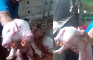 Nace cerdito de dos cabezas en municipio de Yucatán