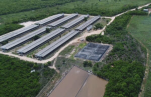 Semarnat se compromete a no otorgar más permisos a empresas porcícolas en Yucatán