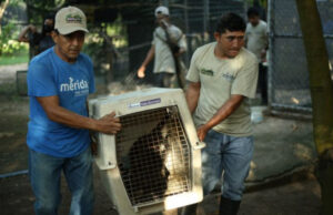 Monos rescatados del tráfico ilegal se preparan para su liberación en Kaxek, Yucatán