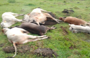 Mueren electrocutadas ocho reses en Valladolid