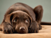 Enfermedad “no identificada” mata decenas de perros en Michigan