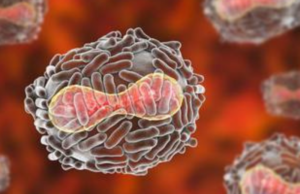 OMS ve signos ‘esperanzadores’ de retroceso de viruela del mono en Europa