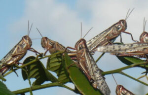 Alertan llegada de langostas en Cancún y Playa del Carmen
