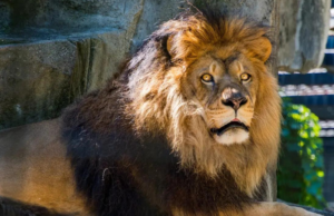 León se devora a un hombre tras intentar robar un cachorro de su jaula