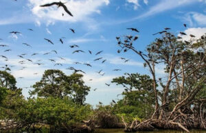 Afectaciones ambientales por las granjas porcícolas en la Península de Yucatán