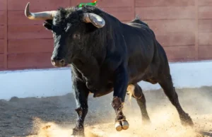 Ciudad de México aprueba versión sin violencia de las corridas de toros